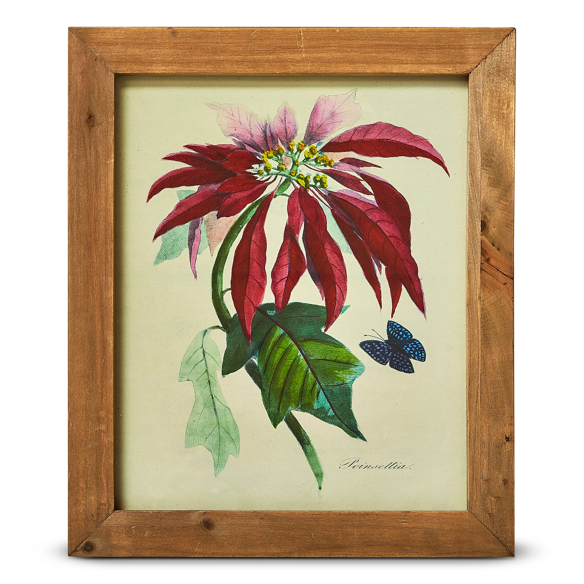 Vintage Poinsettia Botanical Wall Art vintage-poinsettia-botanical-wall-art