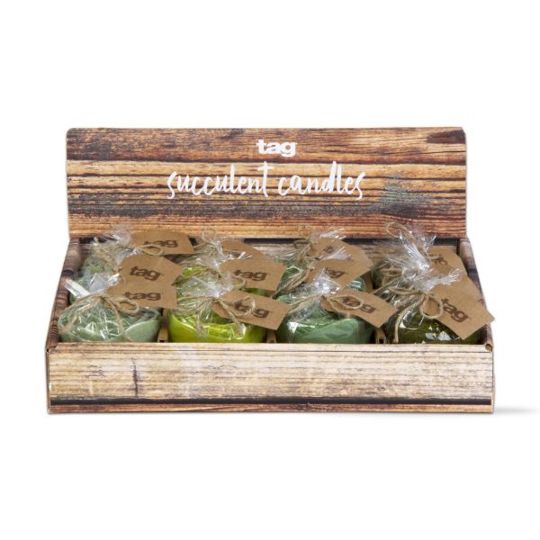 Picture of succulent candle assortment of 12 & cdu - multi