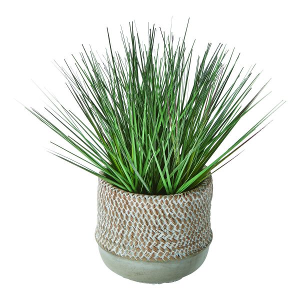 Picture of baja potted grass - green, multi