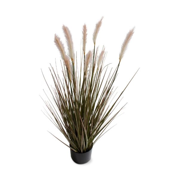 Picture of foxtail grass - green, multi