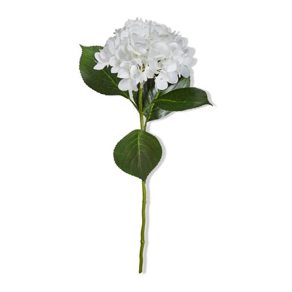 Picture of hydrangea stem - white