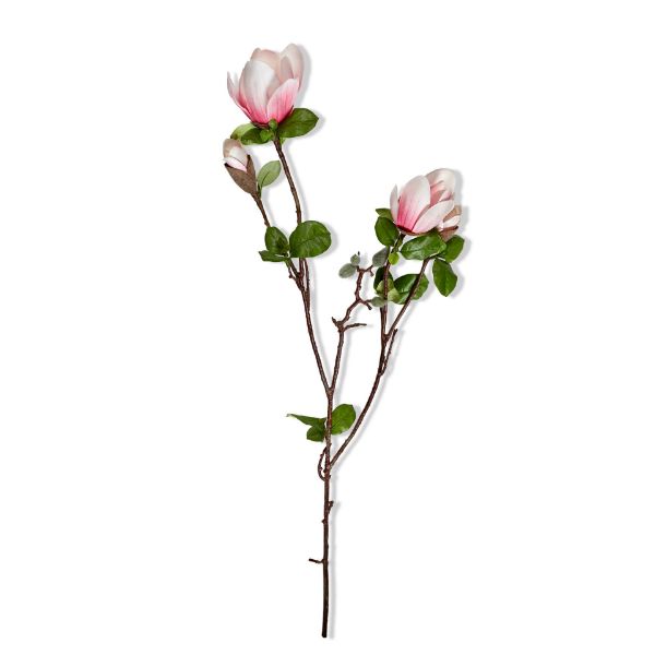 Picture of magnolia branch stem - white, multi