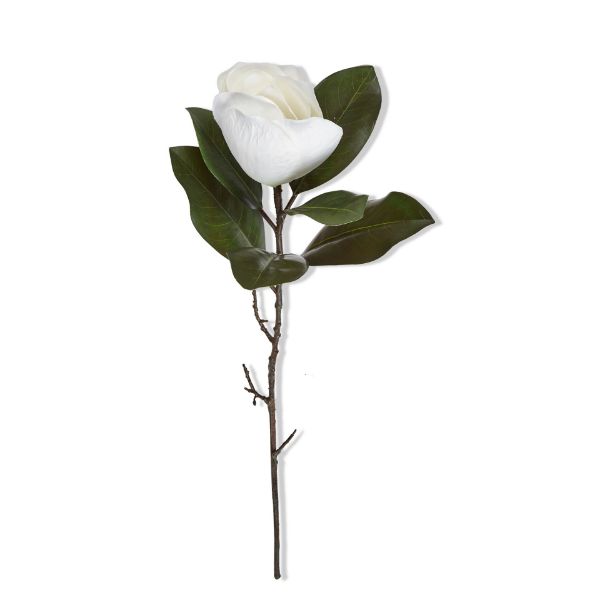 Picture of magnolia stem - white