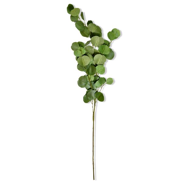 Picture of eucalyptus coin leaf stem - green