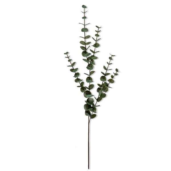 Picture of eucalyptus stem tall - green
